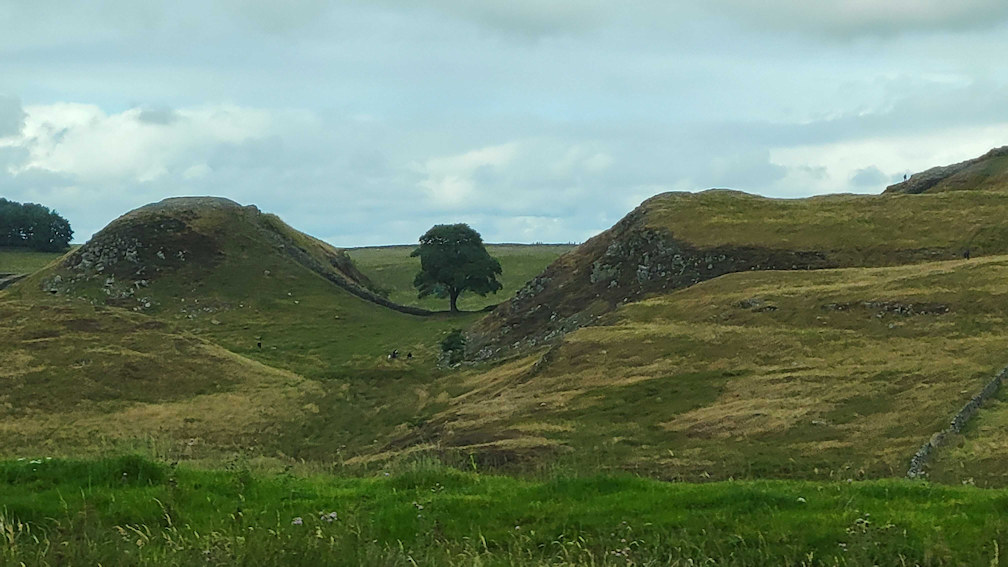 Sycamore Gap Tree or Robin Hood Tree