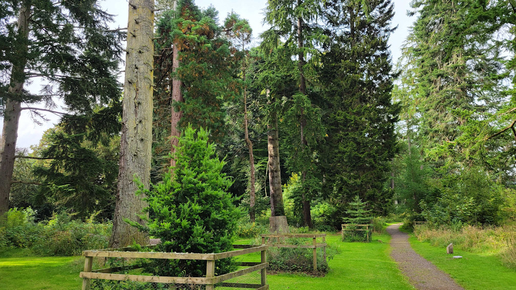 Beautiful forest near Dunkeld Cathedral